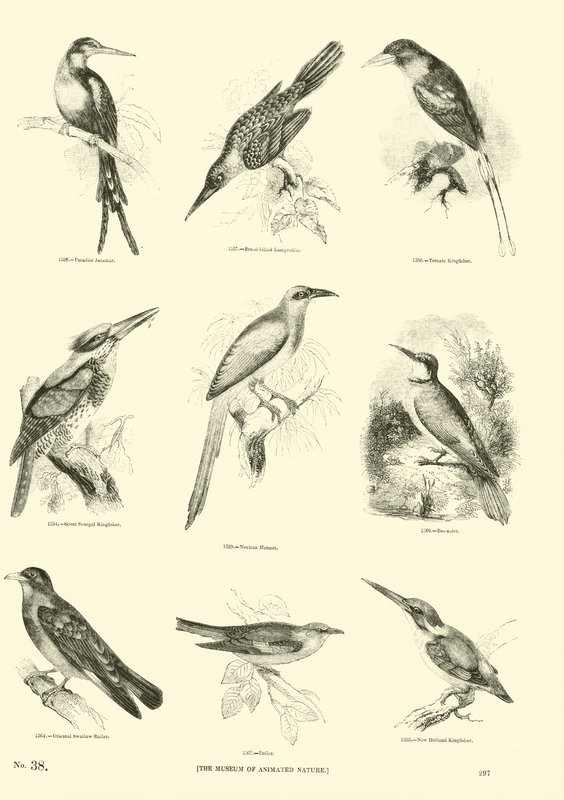 Seite aus dem Bildmuseum der belebten Natur von English School