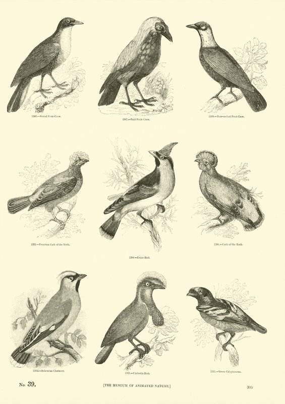 Seite aus dem Bildmuseum der belebten Natur von English School