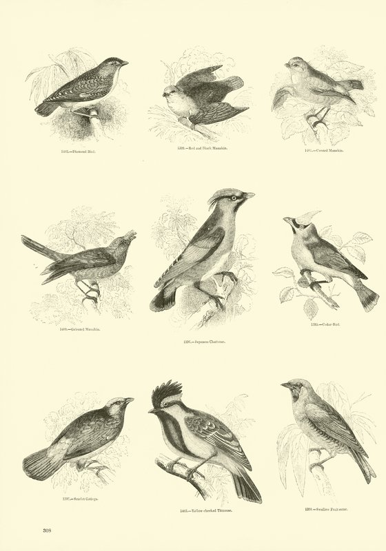 Seite aus dem Bildmuseum der belebten Natur von English School