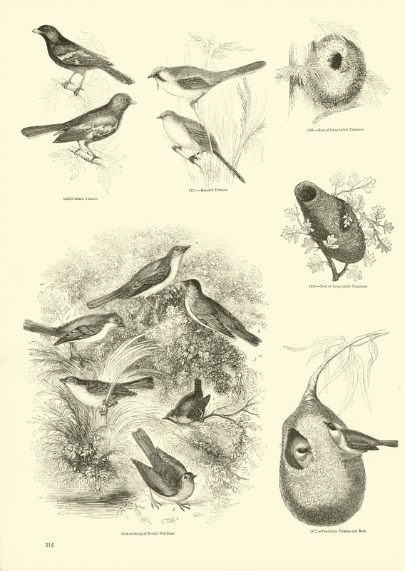 Seite aus dem Bildmuseum der belebten Natur von English School