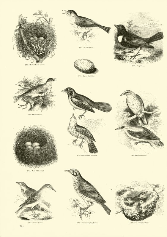 Seite aus dem Bildmuseum der belebten Natur von English School