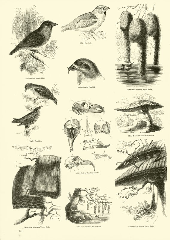 Seite aus dem Bildmuseum der belebten Natur von English School