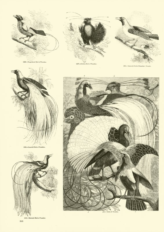 Seite aus dem Bildmuseum der belebten Natur von English School