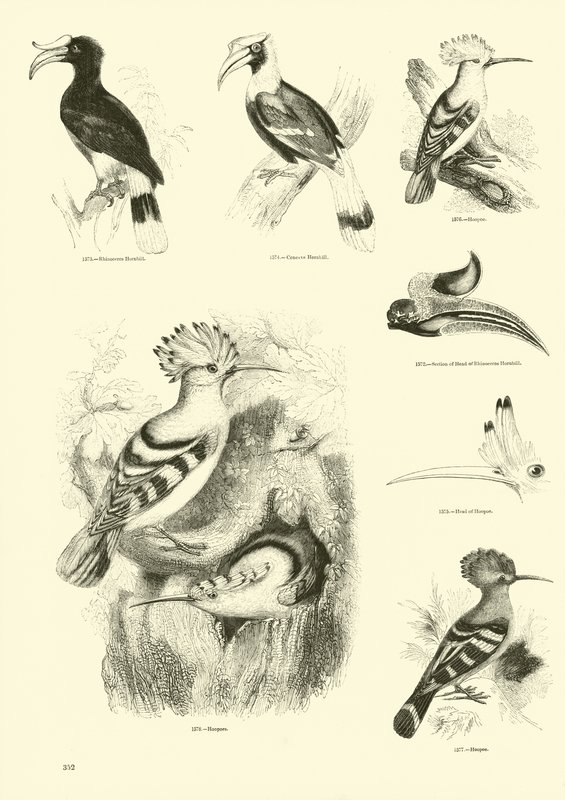 Seite aus dem Bildmuseum der belebten Natur von English School