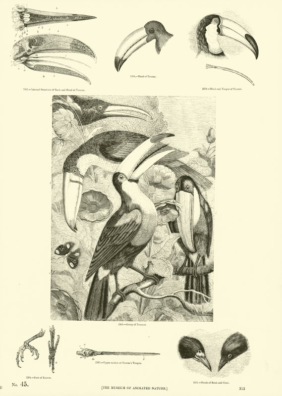 Seite aus dem Bildmuseum der belebten Natur von English School
