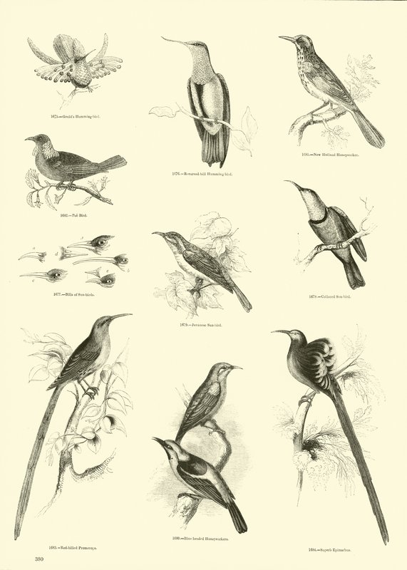 Seite aus dem Bildmuseum der belebten Natur von English School
