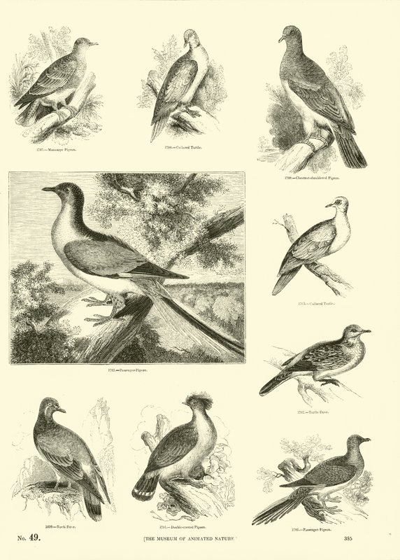 Seite aus dem Bildmuseum der belebten Natur von English School