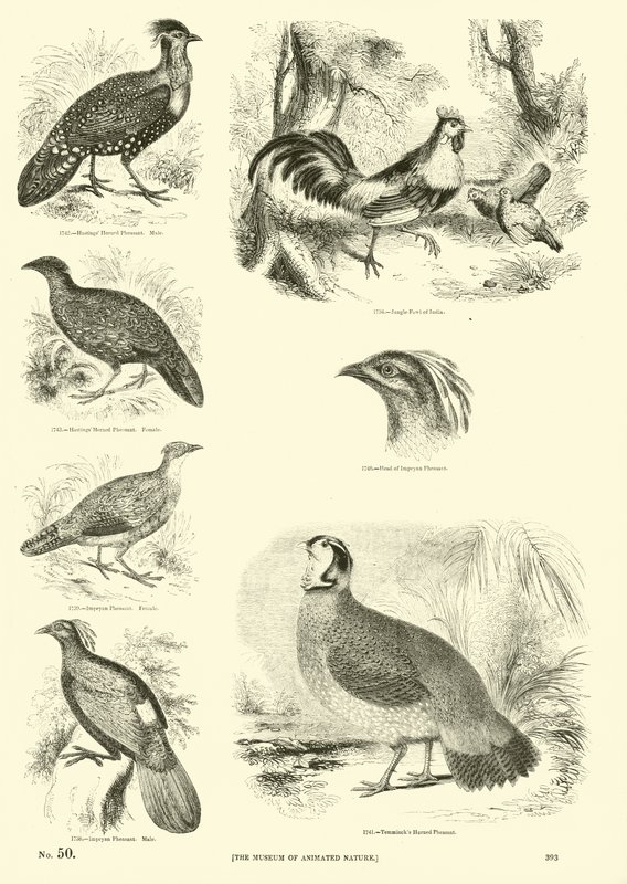 Seite aus dem Bildmuseum der belebten Natur von English School