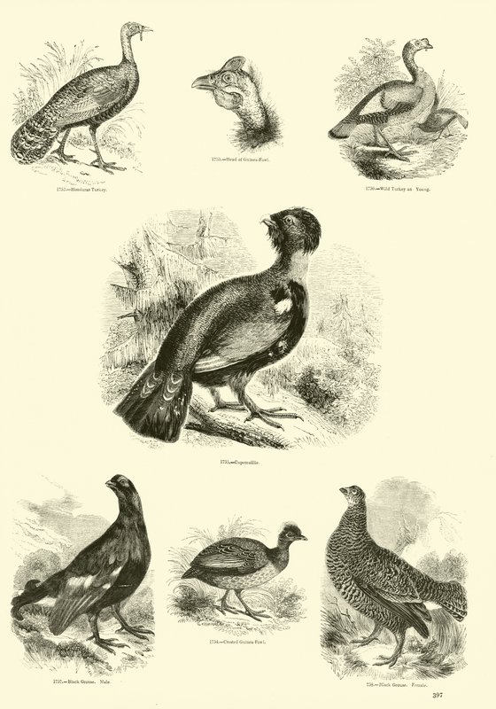 Seite aus dem Bildmuseum der belebten Natur von English School