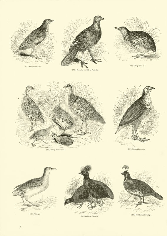 Seite aus dem Bildmuseum der belebten Natur von English School