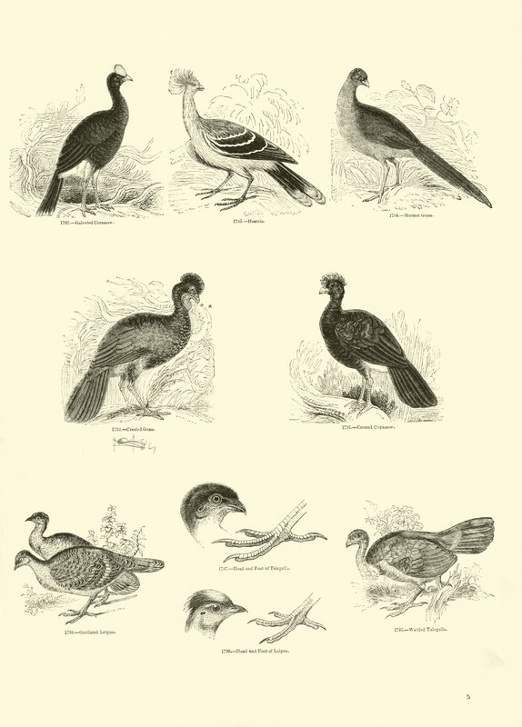 Seite aus dem Bildmuseum der belebten Natur von English School