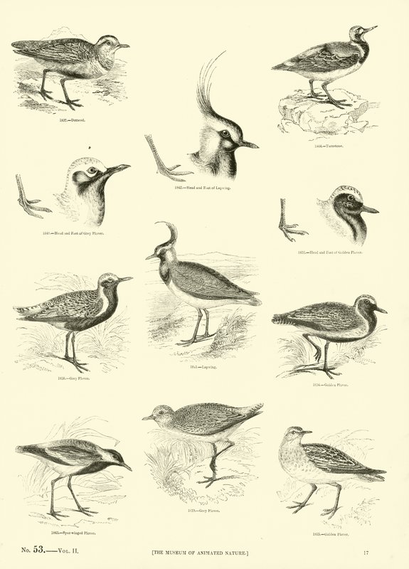 Seite aus dem Bildmuseum der belebten Natur von English School