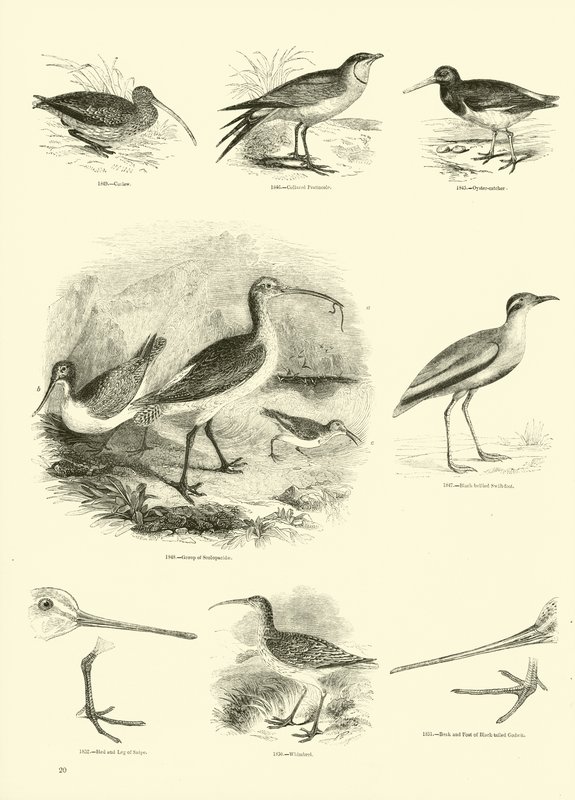 Seite aus dem Bildmuseum der belebten Natur von English School