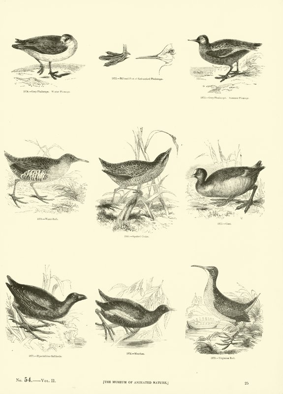 Seite aus dem Bildmuseum der belebten Natur von English School