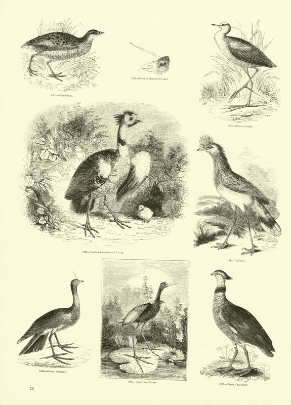 Seite aus dem Bildmuseum der belebten Natur von English School
