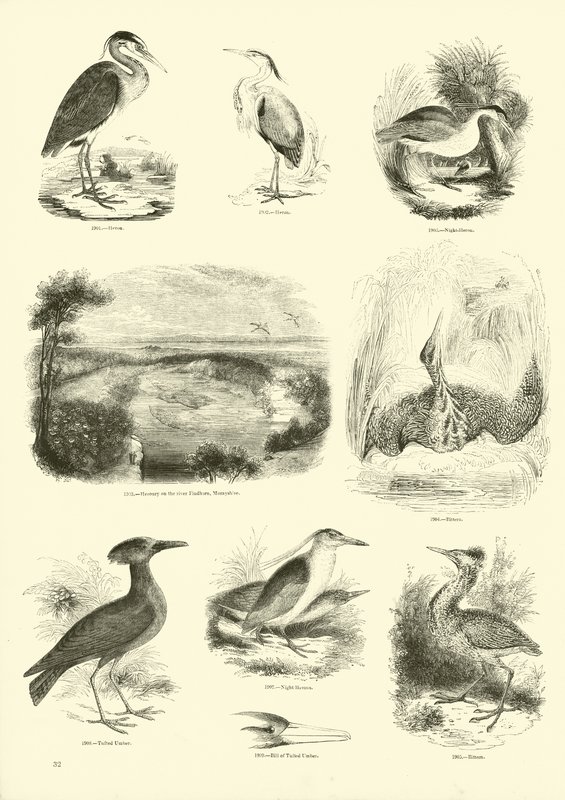 Seite aus dem Bildmuseum der belebten Natur von English School