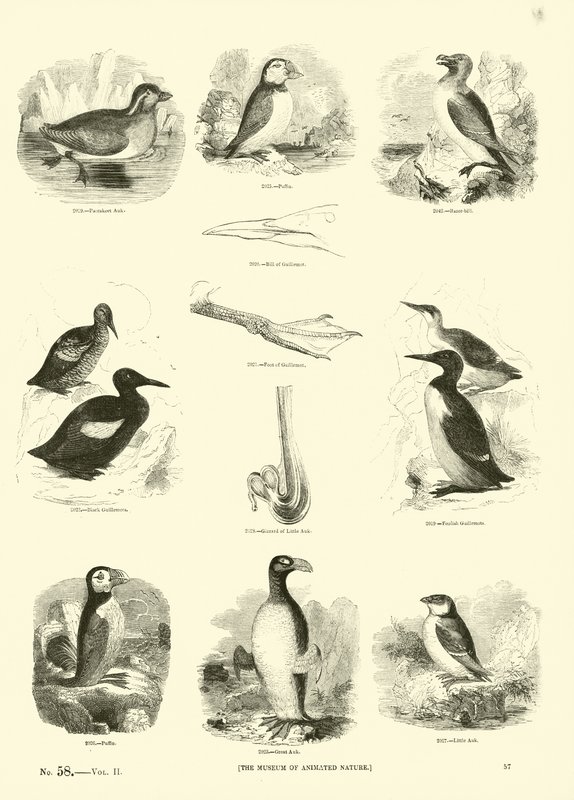Seite aus dem Bildmuseum der belebten Natur von English School