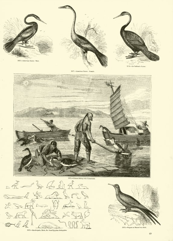 Seite aus dem Bildmuseum der belebten Natur von English School