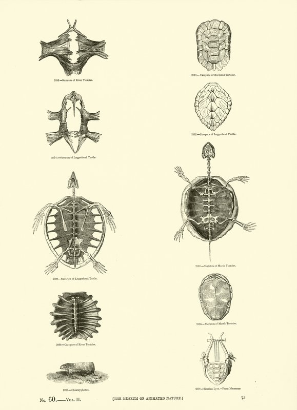 Seite aus dem Bildmuseum der belebten Natur von English School