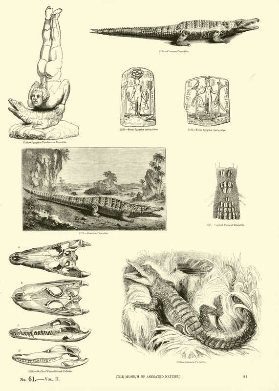 Seite aus dem Bildmuseum der belebten Natur von English School