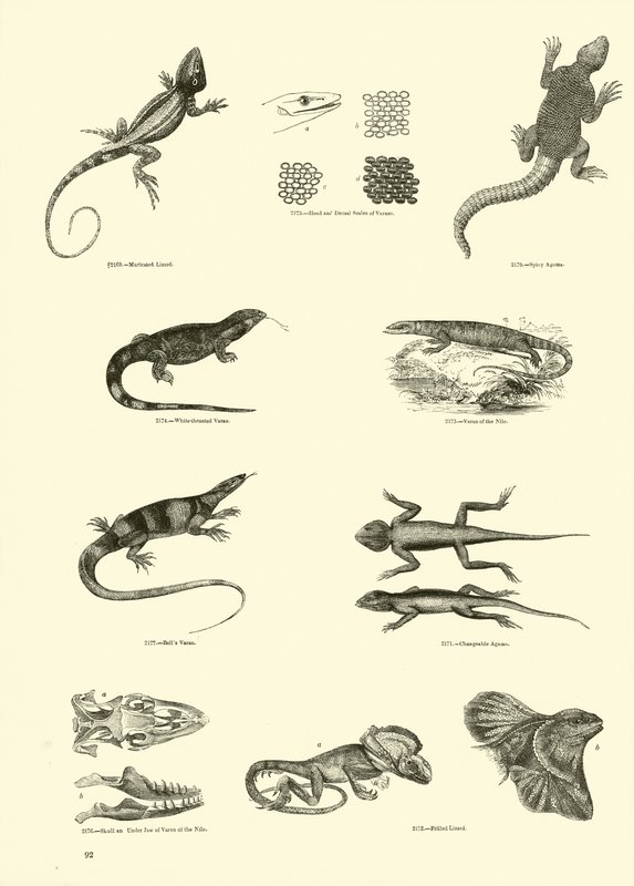 Seite aus dem Bildmuseum der belebten Natur von English School