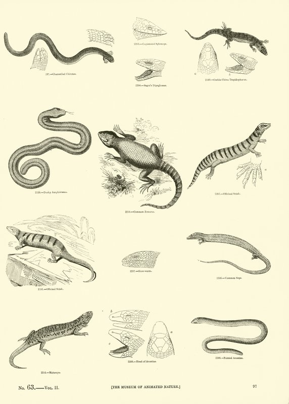 Seite aus dem Bildmuseum der belebten Natur von English School