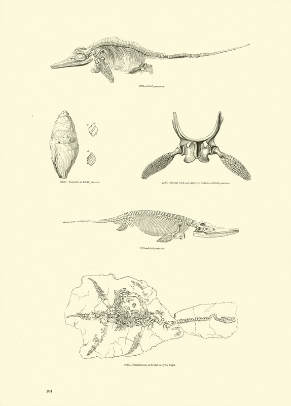 Seite aus dem Bildmuseum der belebten Natur von English School