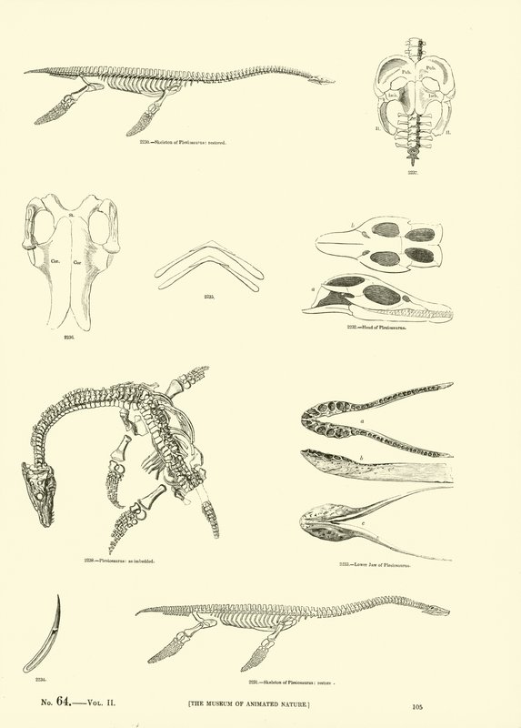 Seite aus dem Bildmuseum der belebten Natur von English School