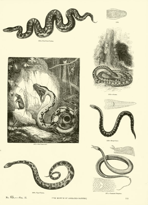 Seite aus dem Bildmuseum der belebten Natur von English School