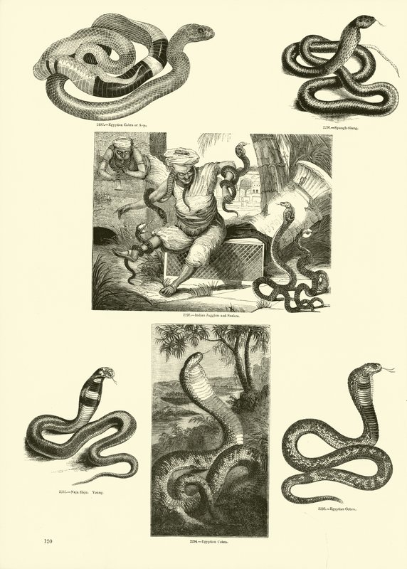Seite aus dem Bildmuseum der belebten Natur von English School