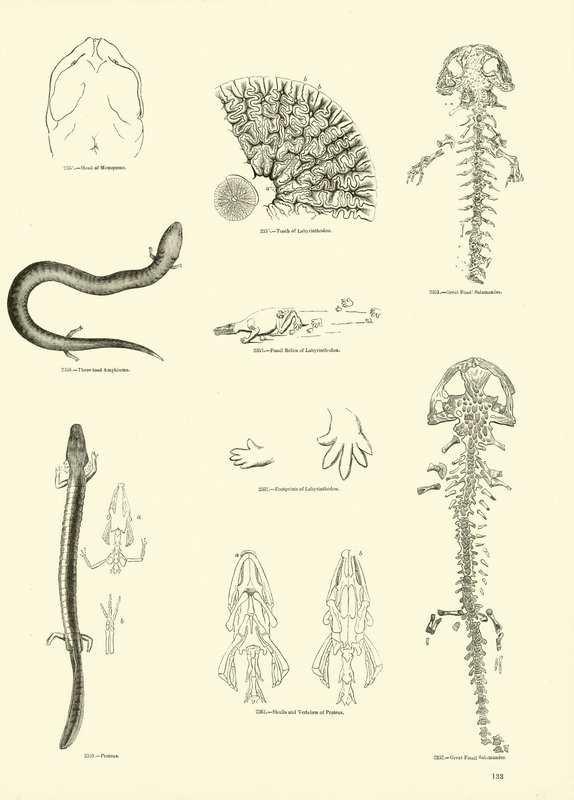 Seite aus dem Bildmuseum der belebten Natur von English School