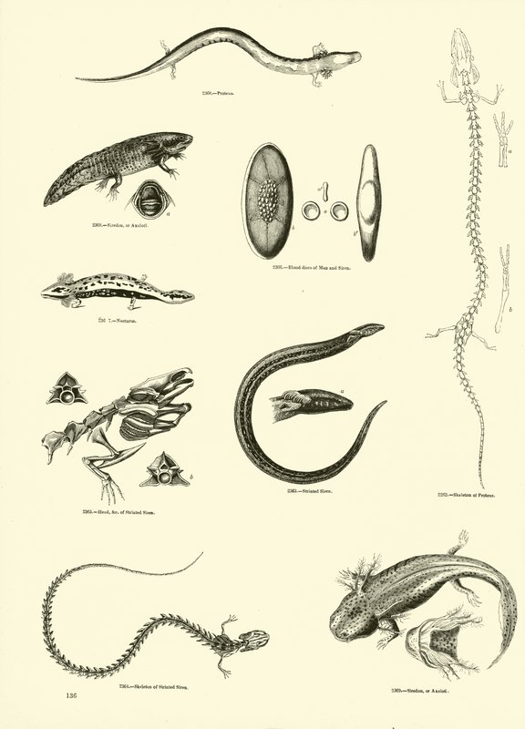 Seite aus dem Bildmuseum der belebten Natur von English School