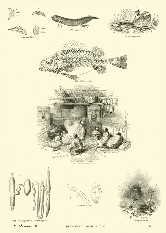 Seite aus dem Bildmuseum der belebten Natur von English School