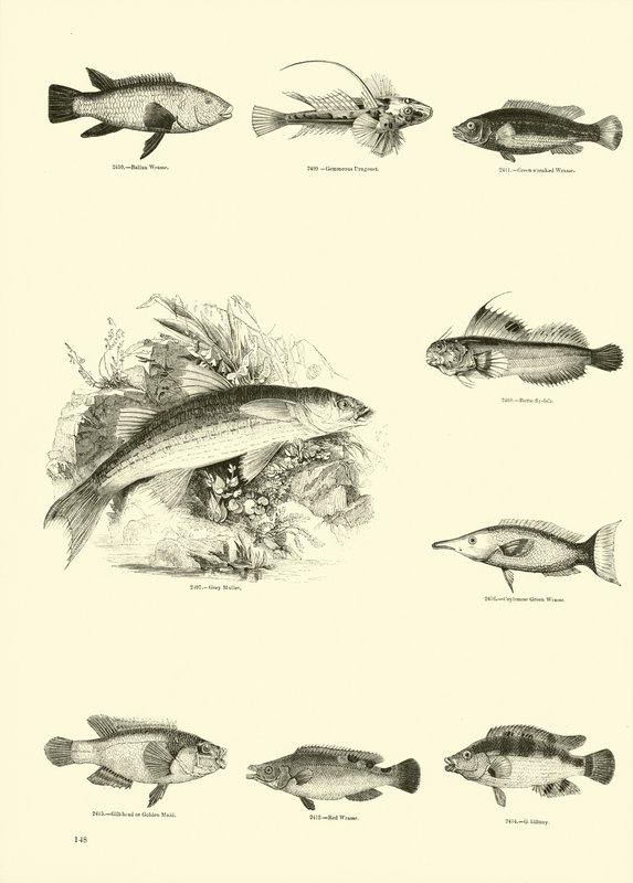 Seite aus dem Bildmuseum der belebten Natur von English School