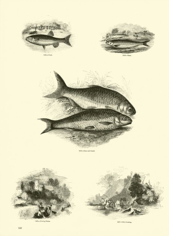 Seite aus dem Bildmuseum der belebten Natur von English School