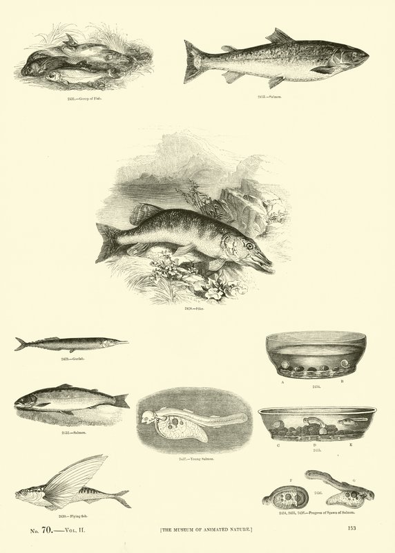 Seite aus dem Bildmuseum der belebten Natur von English School