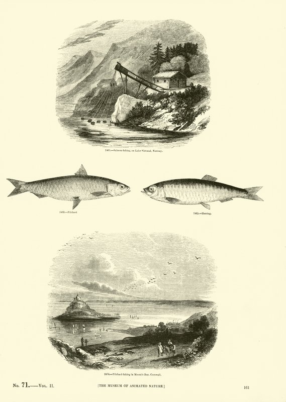 Seite aus dem Bildmuseum der belebten Natur von English School