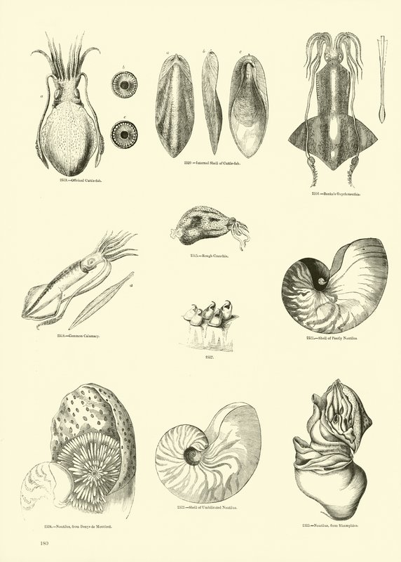 Seite aus dem Bildmuseum der belebten Natur von English School