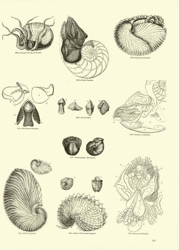 Seite aus dem Bildmuseum der belebten Natur von English School