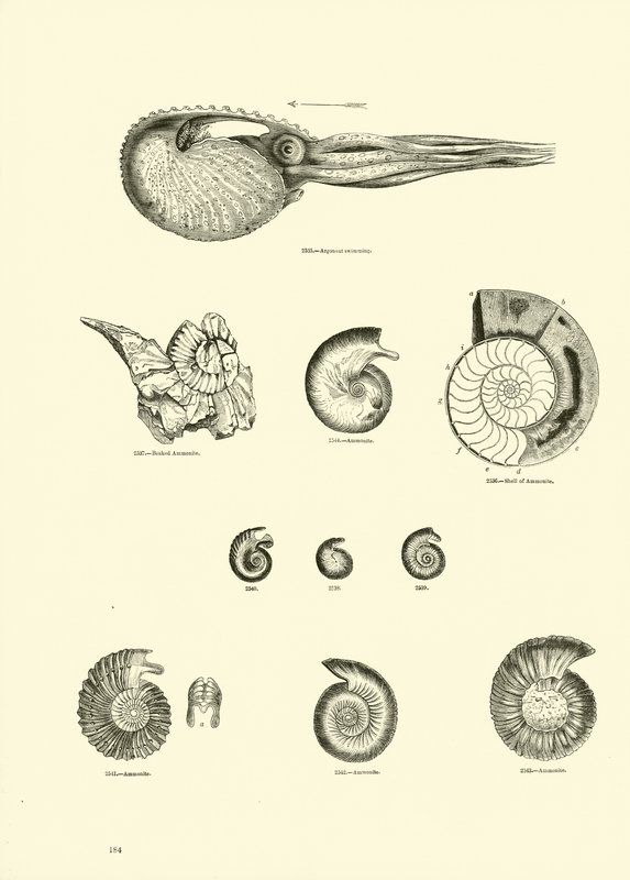 Seite aus dem Bildmuseum der belebten Natur von English School