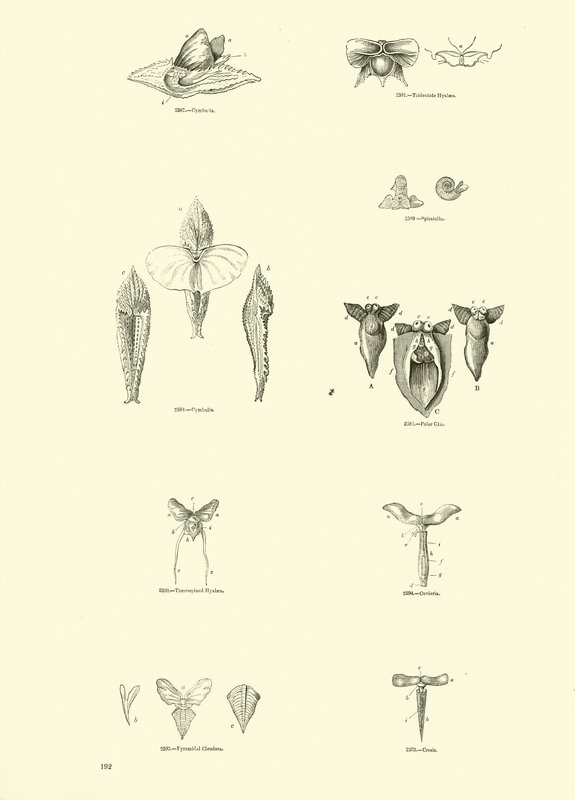 Seite aus dem Bildmuseum der belebten Natur von English School
