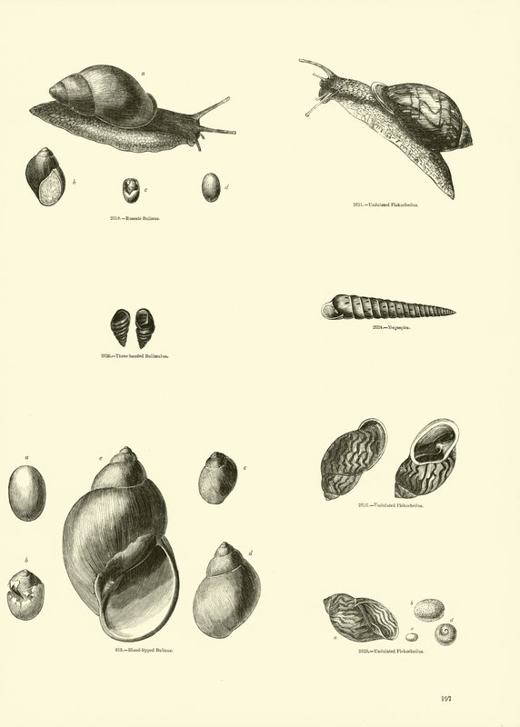 Seite aus dem Bildmuseum der belebten Natur von English School
