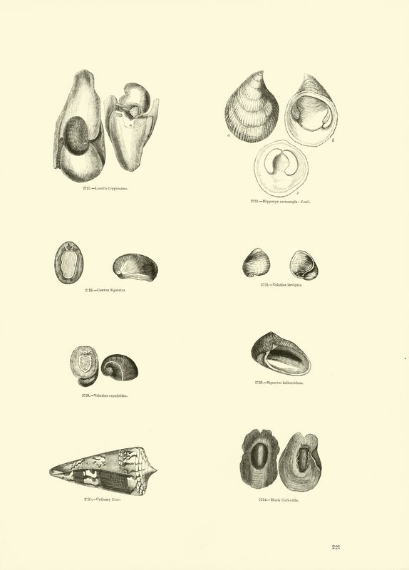 Seite aus dem Bildmuseum der belebten Natur von English School