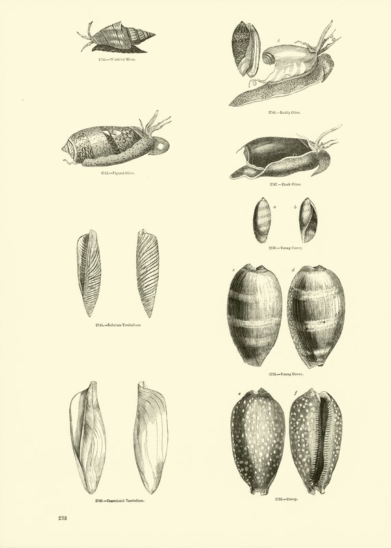 Seite aus dem Bildmuseum der belebten Natur von English School