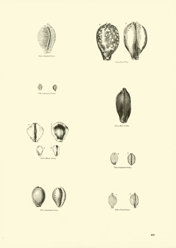 Seite aus dem Bildmuseum der belebten Natur von English School
