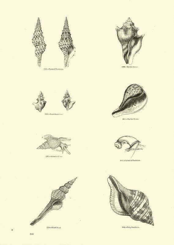 Seite aus dem Bildmuseum der belebten Natur von English School