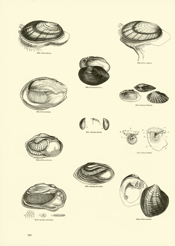 Seite aus dem Bildmuseum der belebten Natur von English School