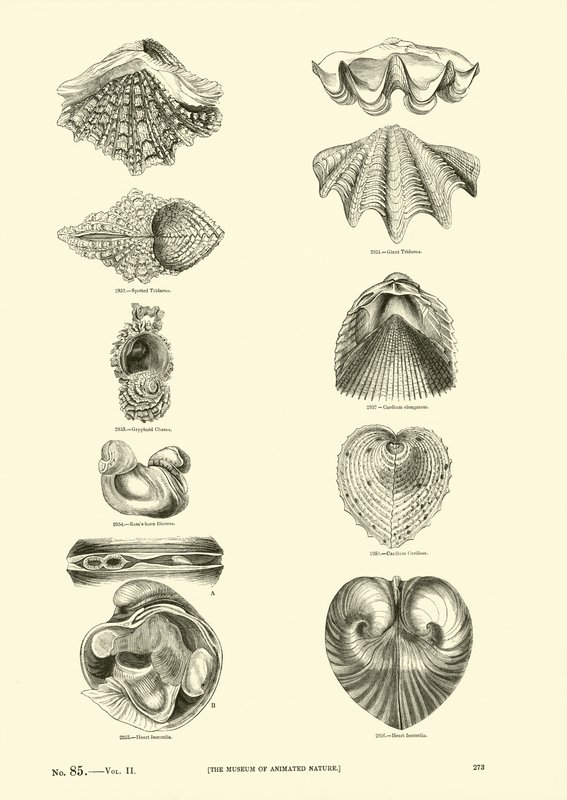 Seite aus dem Bildmuseum der belebten Natur von English School