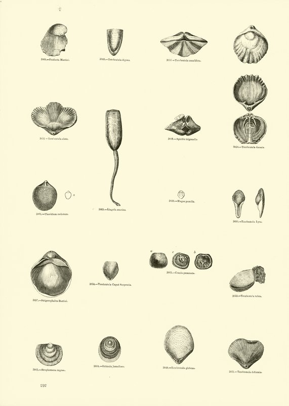 Seite aus dem Bildmuseum der belebten Natur von English School