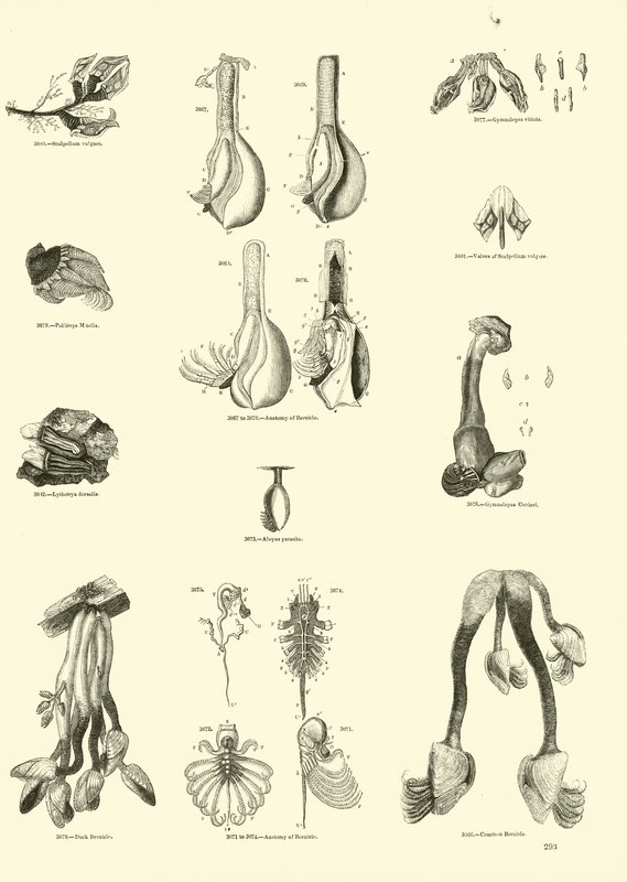 Seite aus dem Bildmuseum der belebten Natur von English School